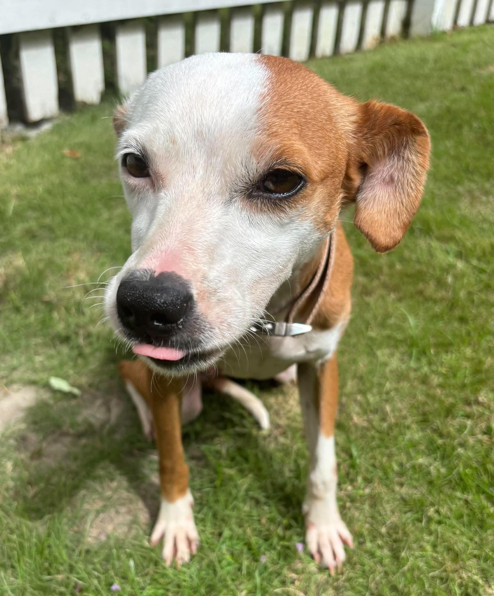 Enlarge Remy, a Adoptable mixed breed in Wando, SC image 3/5
