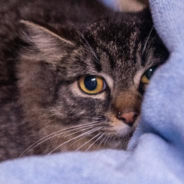 CD Kershaw, adopt with DVD, Adoptable, Adult Male Domestic Short Hair & Domestic Short Hair.