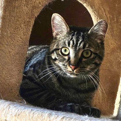 Enlarge CD Kershaw, adopt with DVD, a Adoptable mixed breed in Hudson, MA image 2/3
