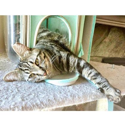 Enlarge CD Kershaw, adopt with DVD, a Adoptable mixed breed in Hudson, MA image 3/3