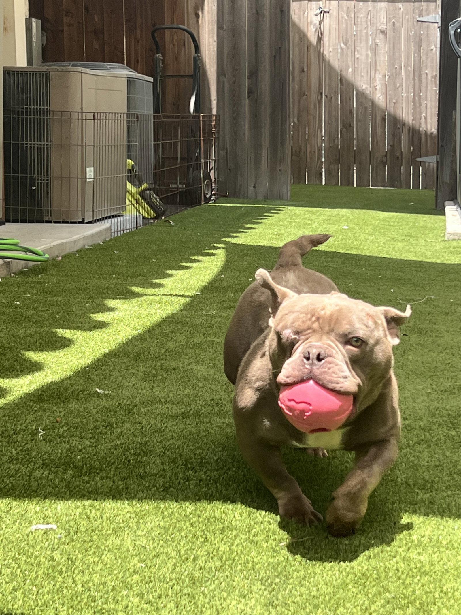 Mack, Adoptable, Adult Male French Bulldog & American Staffordshire Terrier.