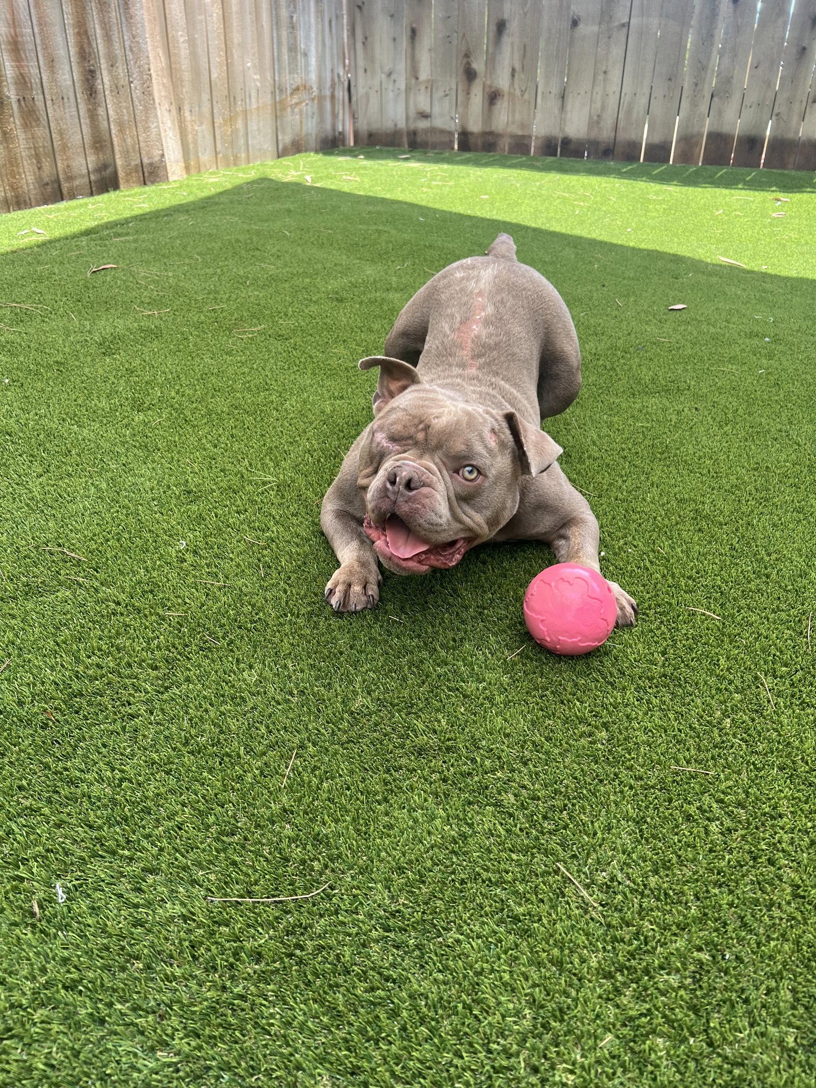 Enlarge Mack, a Adoptable mixed breed in Mission Viejo, CA image 2/3