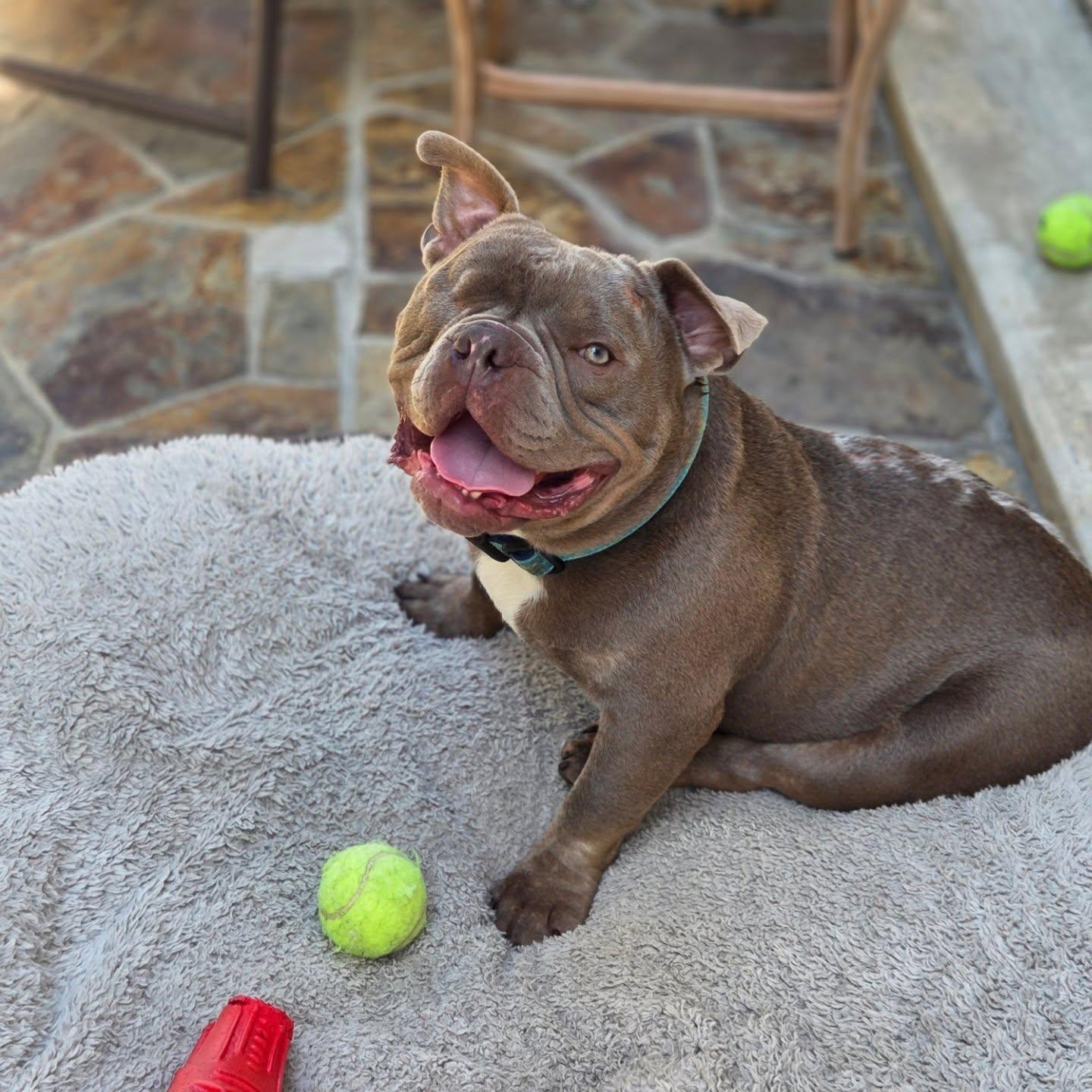 Enlarge Mack, a Adoptable mixed breed in Mission Viejo, CA image 3/3