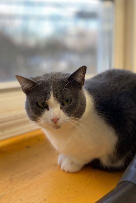 Lady Gray, a Adoptable Domestic Short Hair in Peru, IN image 1/11