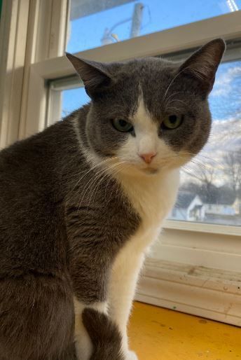 Lady Gray, a Adoptable Domestic Short Hair in Peru, IN image 2/11