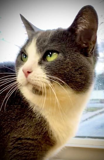 Lady Gray, a Adoptable Domestic Short Hair in Peru, IN image 3/11