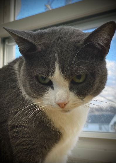 Lady Gray, a Adoptable Domestic Short Hair in Peru, IN image 4/11