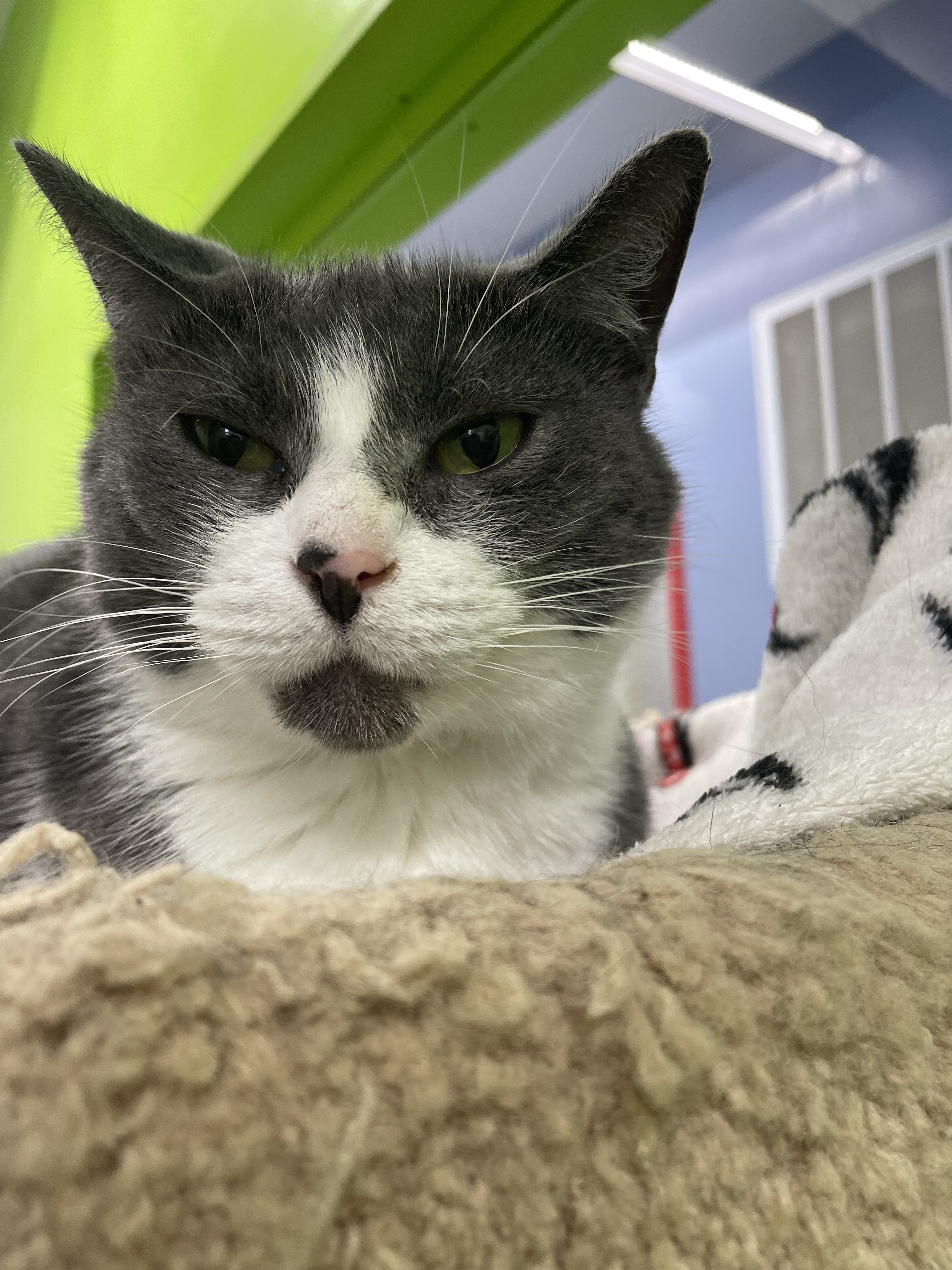 Lady Gray, a Adoptable Domestic Short Hair in Peru, IN image 5/11