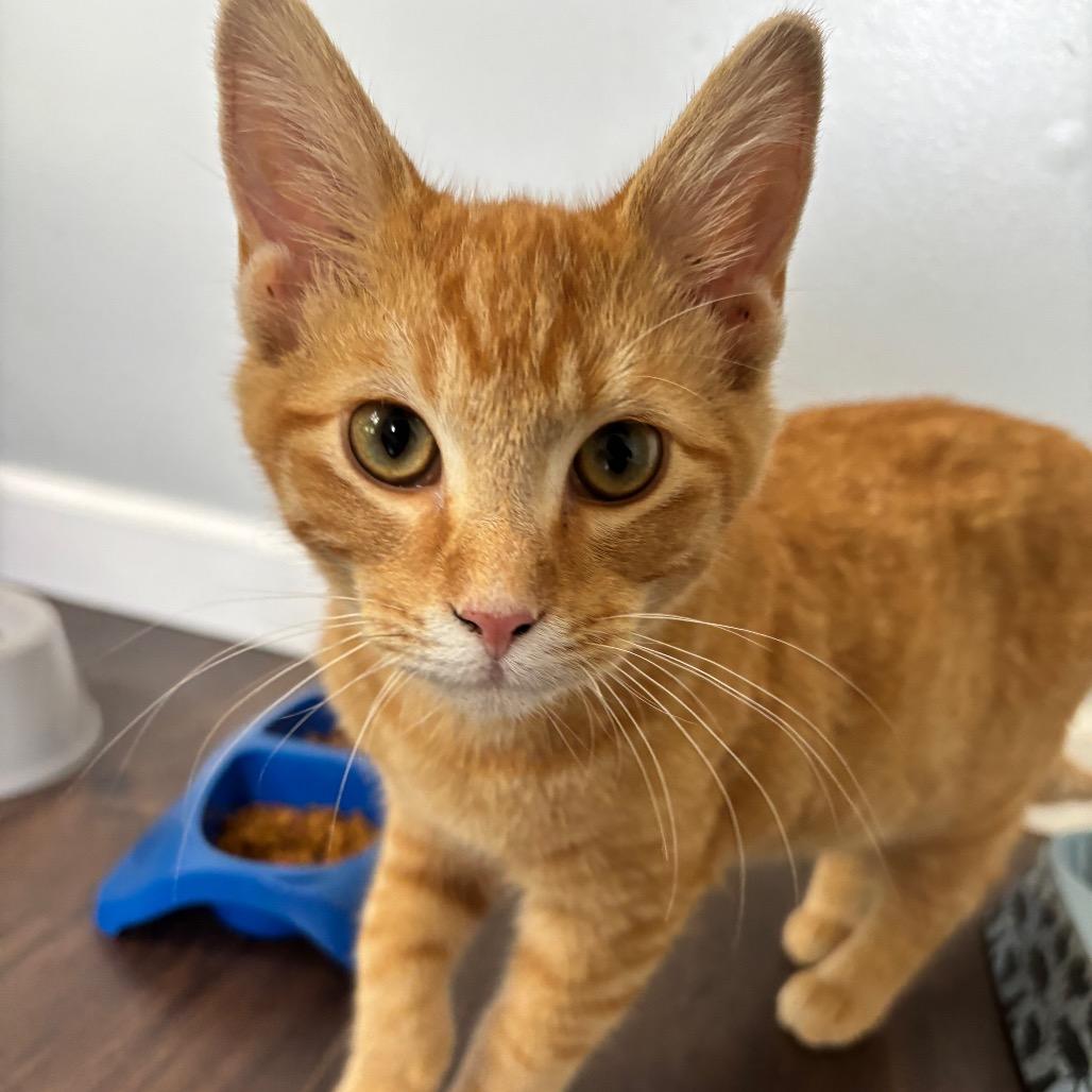 Enlarge Mac, a Adoptable Domestic Short Hair in Columbia, MO image 1/1