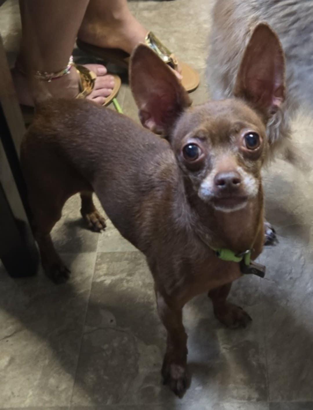 Penny, Adopted, Young Female Chihuahua.