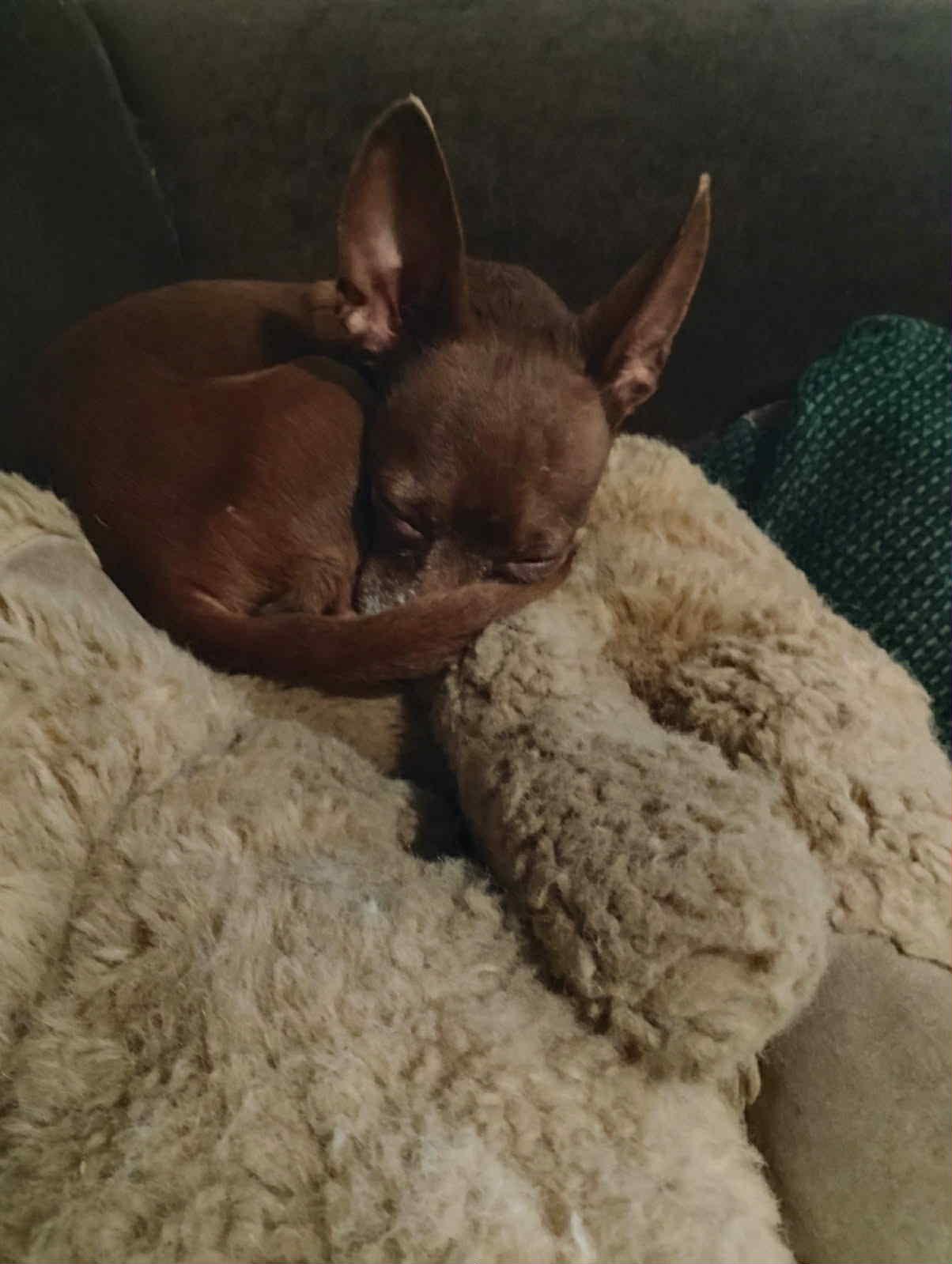 Penny, a Adopted Chihuahua in Montpelier, VT image 2/3