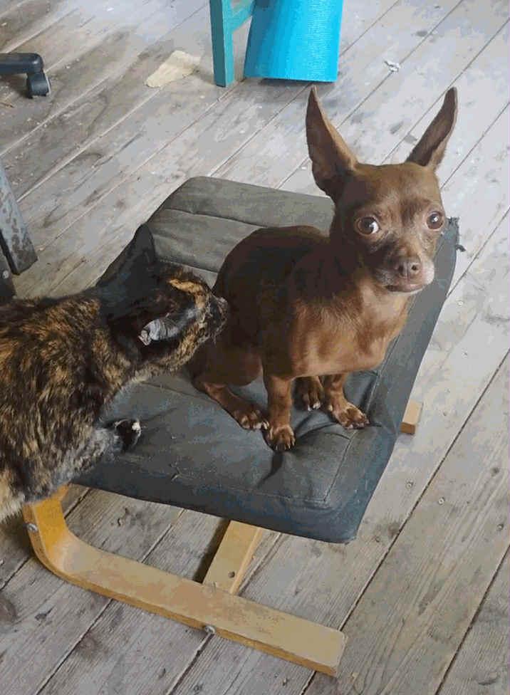 Penny, a Adopted Chihuahua in Montpelier, VT image 3/3