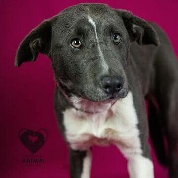Noelle, Adoptable, Young Female Pit Bull Terrier.