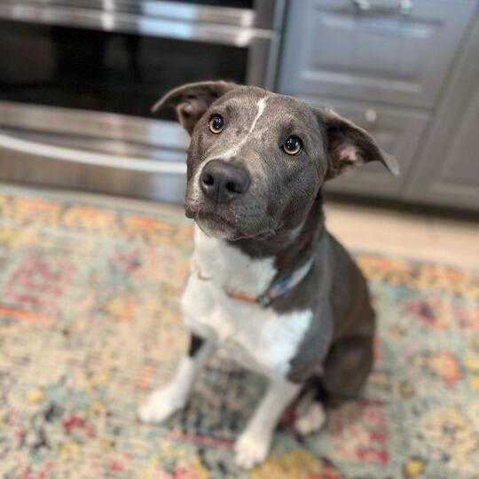 Enlarge Noelle, a Adoptable Pit Bull Terrier in Turlock, CA image 2/6