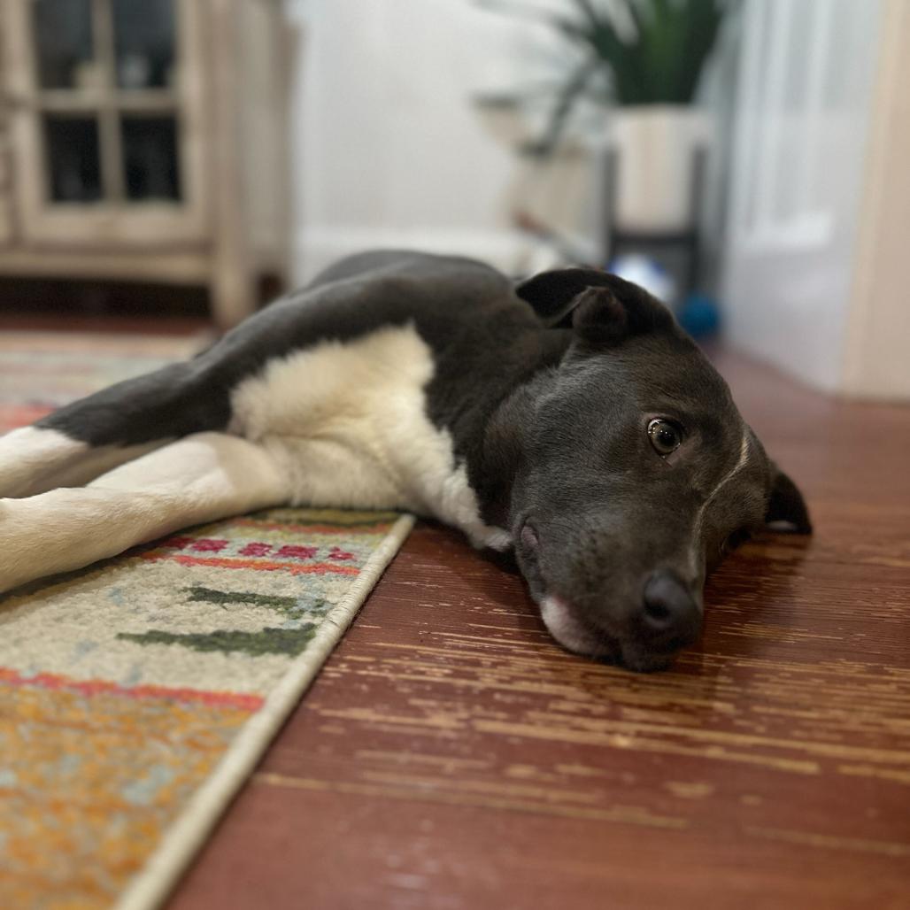 Enlarge Noelle, a Adoptable Pit Bull Terrier in Turlock, CA image 2/5