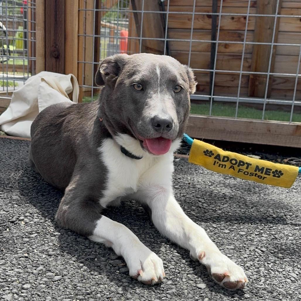 Enlarge Noelle, a Adoptable Pit Bull Terrier in Turlock, CA image 4/6