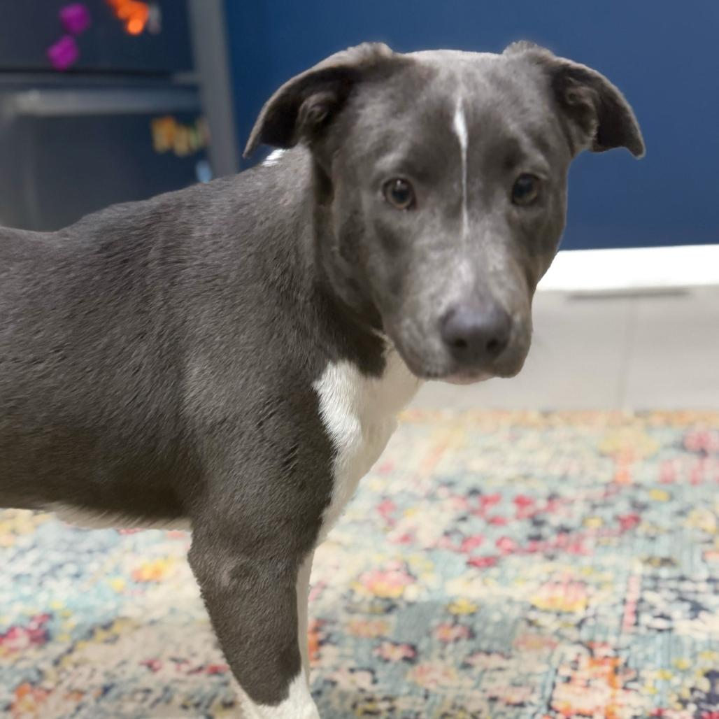 Enlarge Noelle, a Adoptable Pit Bull Terrier in Turlock, CA image 3/5
