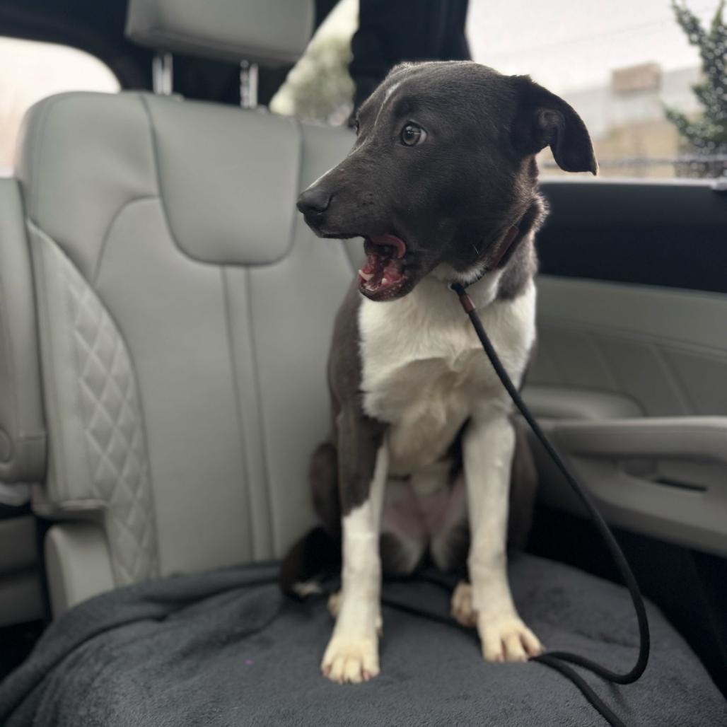 Enlarge Noelle, a Adoptable Pit Bull Terrier in Turlock, CA image 4/5