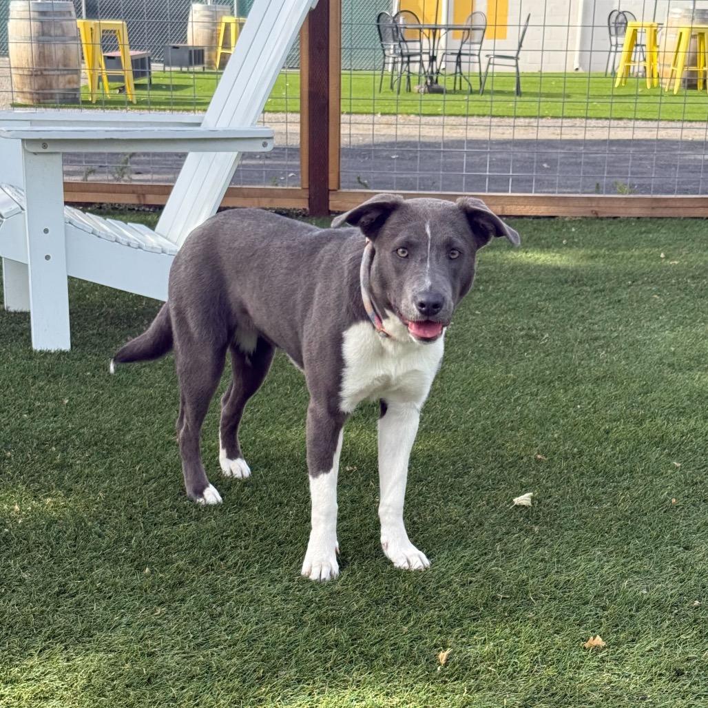 Enlarge Noelle, a Adoptable Pit Bull Terrier in Turlock, CA image 5/6