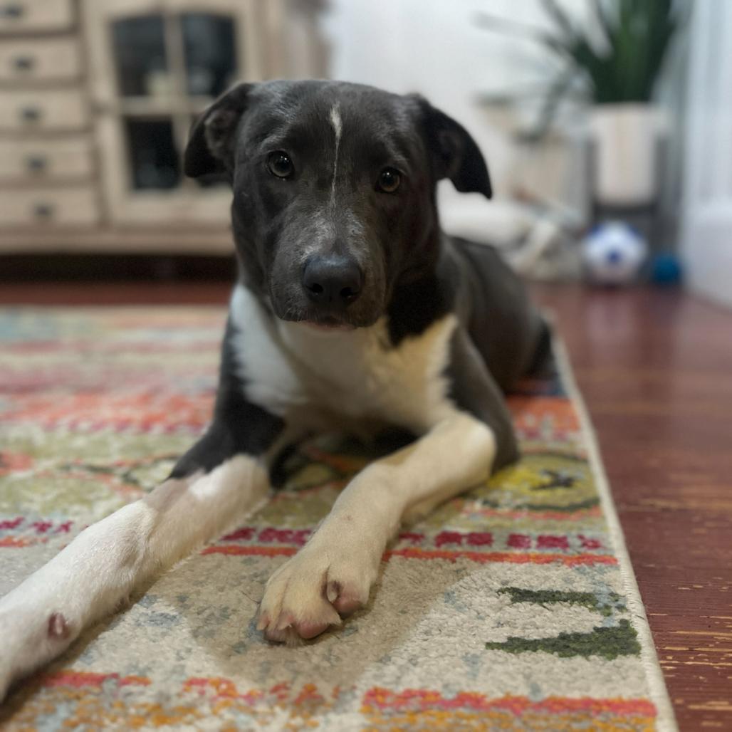 Enlarge Noelle, a Adoptable Pit Bull Terrier in Turlock, CA image 5/5