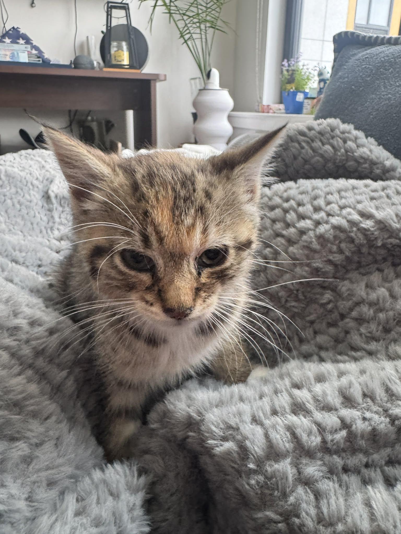Enlarge Seven, an adoptable Torbie in Bayonne, NJ image 1/2