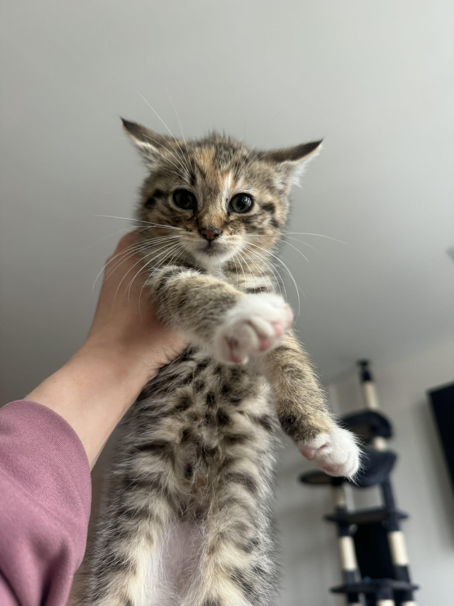 Enlarge Seven, an adoptable Torbie in Bayonne, NJ image 2/2