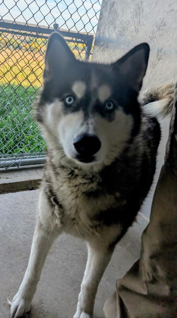 Niko, Adoptable, Adult Male Siberian Husky.