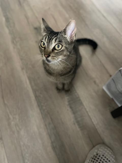 Ducky, a Adoptable Domestic Short Hair in Los Angeles, CA image 2/6