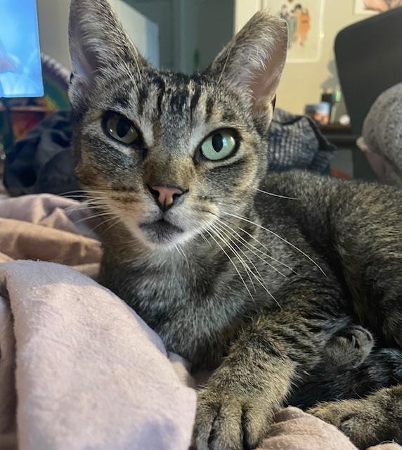 Ducky, a Adoptable Domestic Short Hair in Los Angeles, CA image 3/6