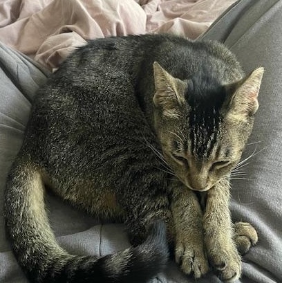 Ducky, a Adoptable Domestic Short Hair in Los Angeles, CA image 4/6