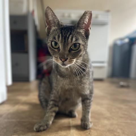 Ducky, a Adoptable Domestic Short Hair in Los Angeles, CA image 1/6