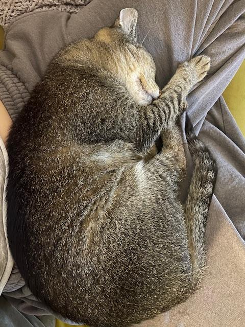 Ducky, a Adoptable Domestic Short Hair in Los Angeles, CA image 5/6