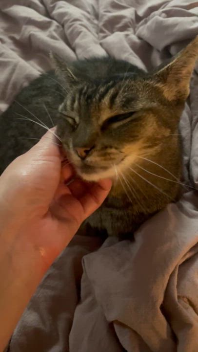 Enlarge Ducky, a Adoptable Domestic Short Hair in Los Angeles, CA video 6/6