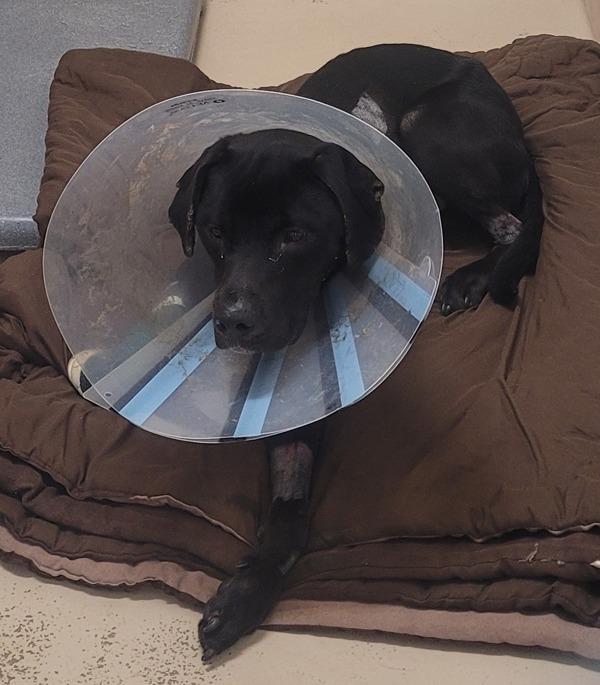 Vc-7 Brennan, Adoptable, Young Male Labrador Retriever.