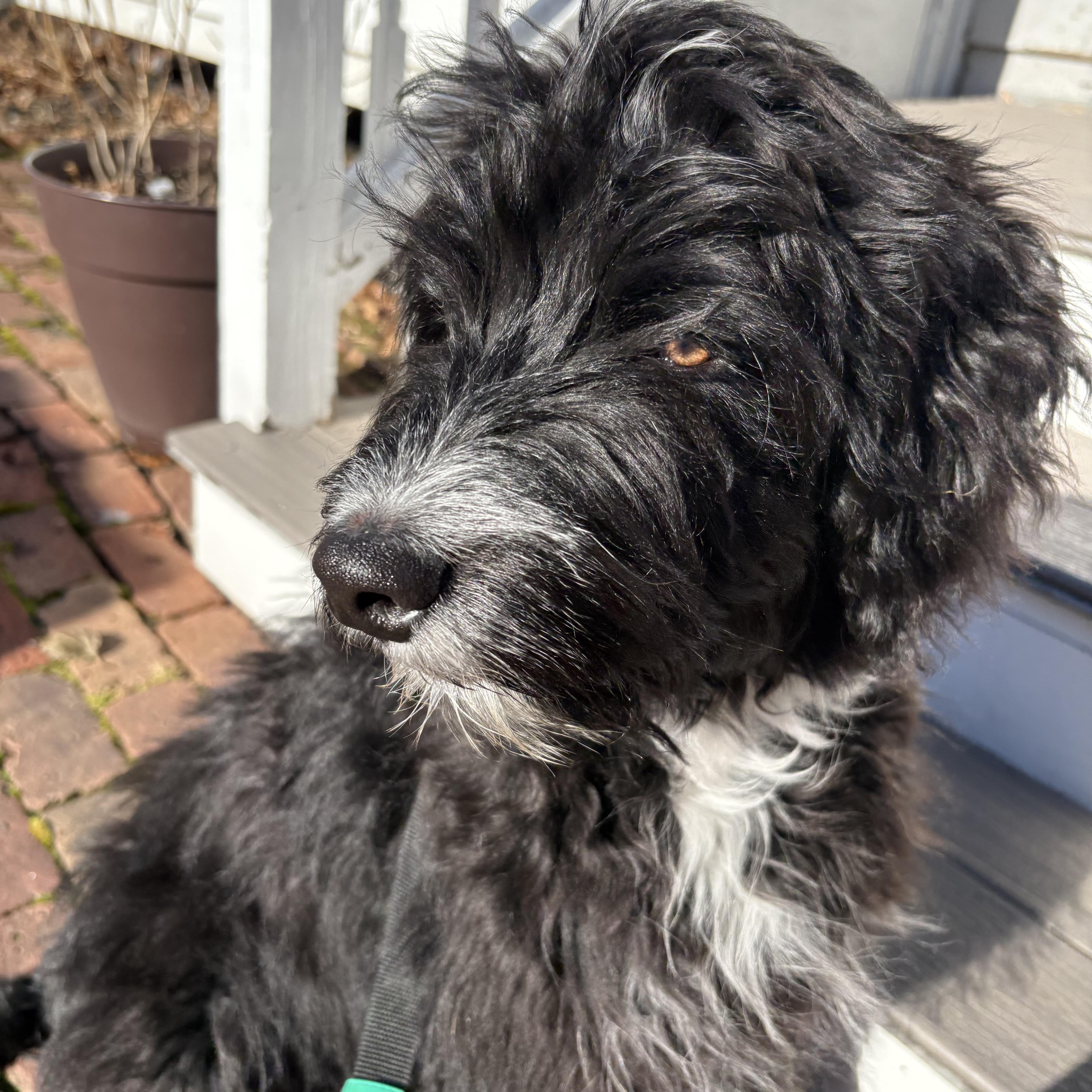 Bowie, a ADOPTABLE Aussiedoodle in Chatham, NJ image 4/5