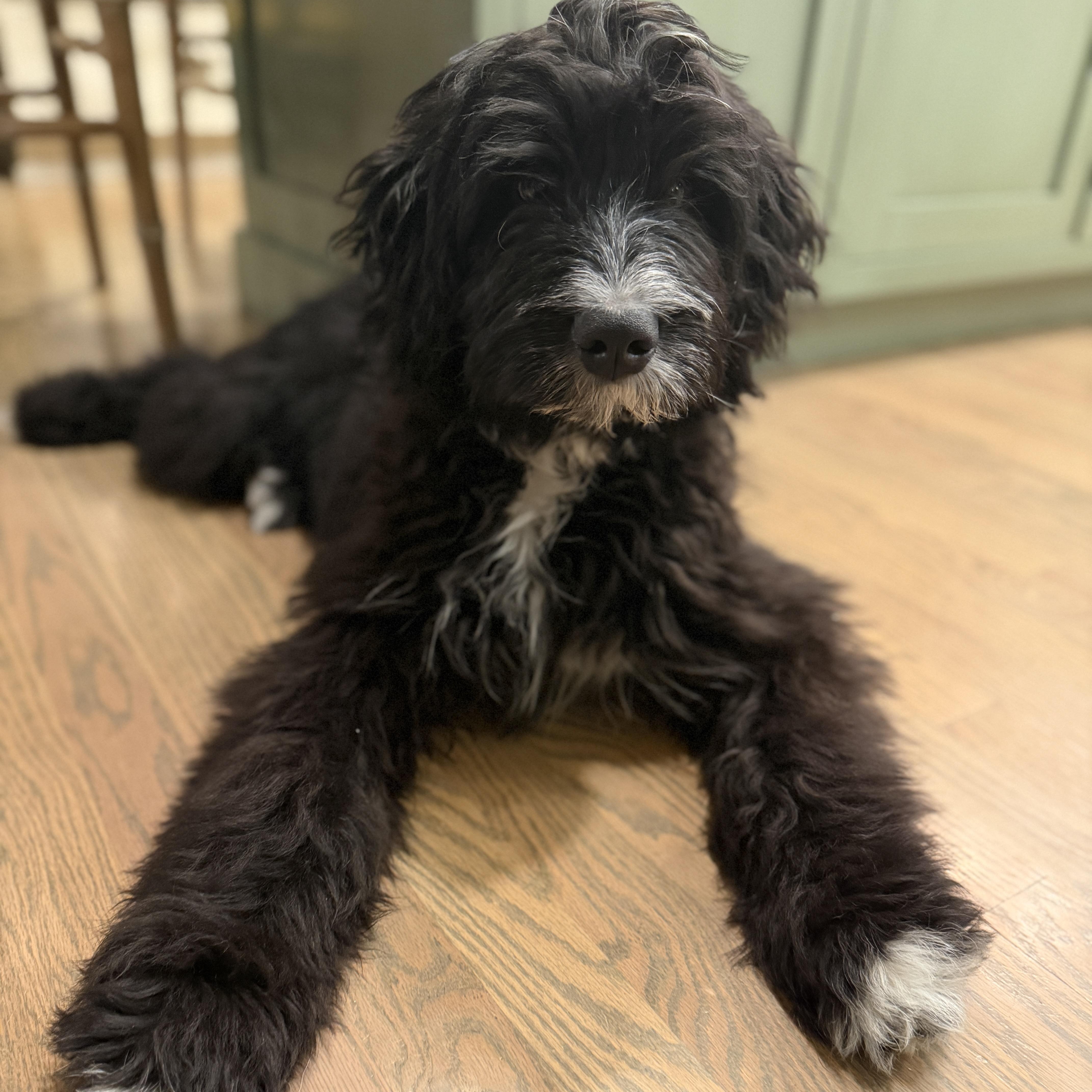 Bowie, a ADOPTABLE Aussiedoodle in Chatham, NJ image 2/5