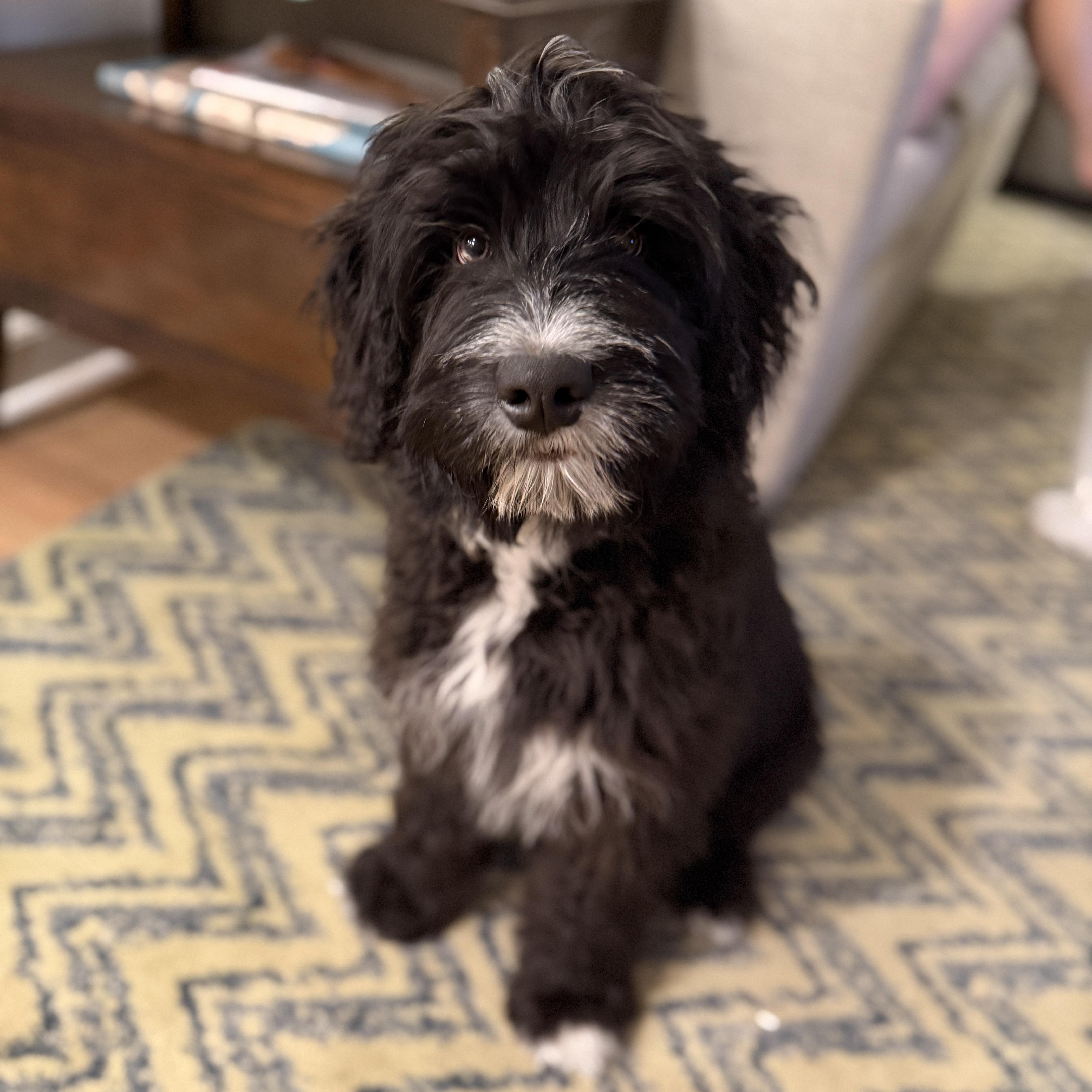 Bowie, a ADOPTABLE Aussiedoodle in Chatham, NJ image 1/5