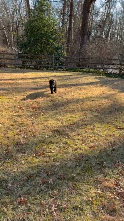 Enlarge Bowie, a ADOPTABLE Aussiedoodle in Chatham, NJ video 3/5