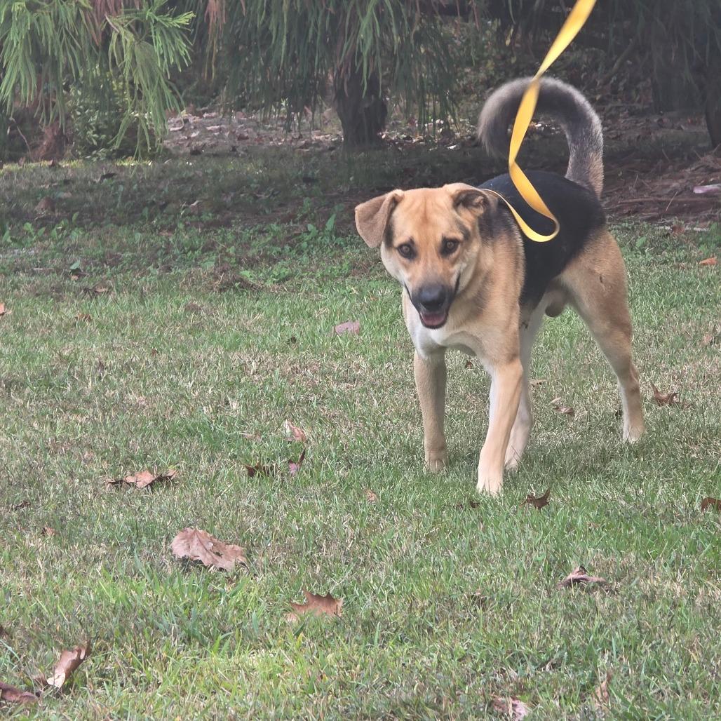 Doodle, Adoptable, Adult Male German Shepherd Dog.