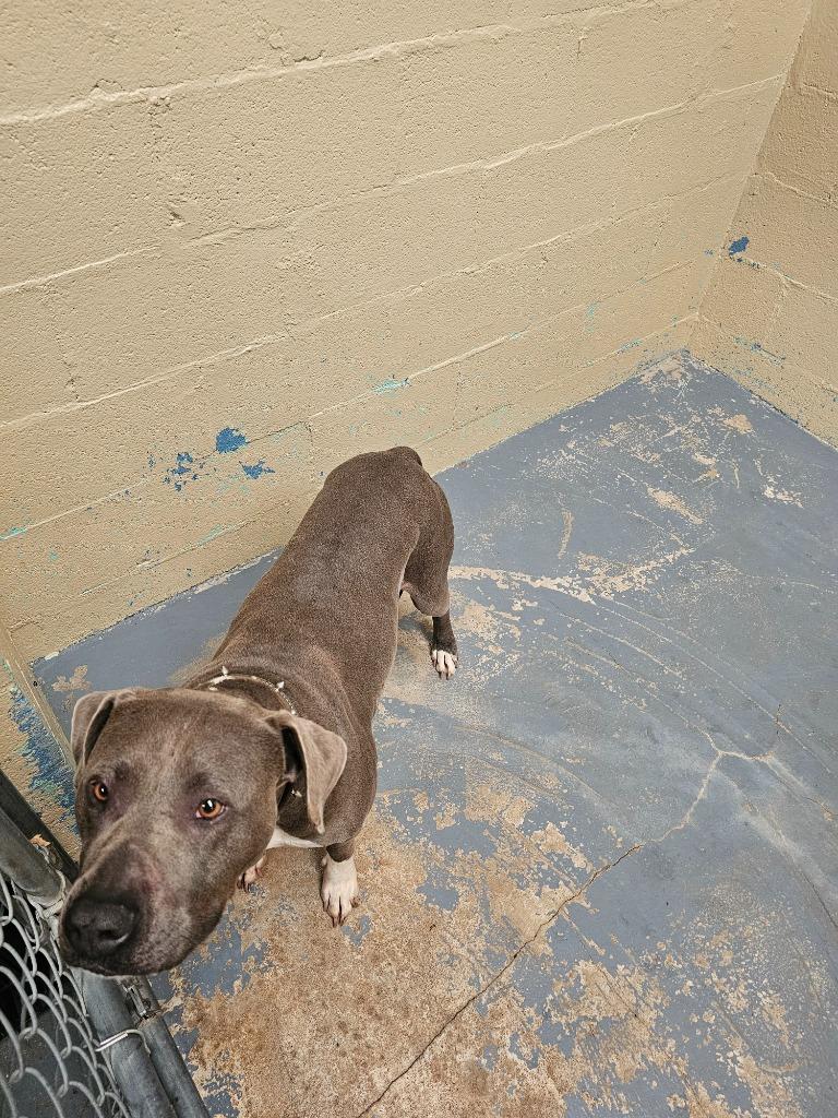 Enlarge Gomer, a Adoptable American Staffordshire Terrier in Shelbyville, TN image 3/6