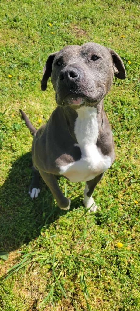 Enlarge Gomer, a Adoptable American Staffordshire Terrier in Shelbyville, TN image 4/6