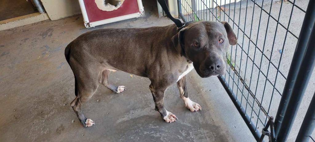 Enlarge Gomer, a Adoptable American Staffordshire Terrier in Shelbyville, TN image 3/6
