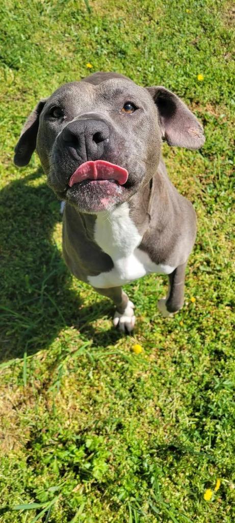Enlarge Gomer, a Adoptable American Staffordshire Terrier in Shelbyville, TN image 5/6