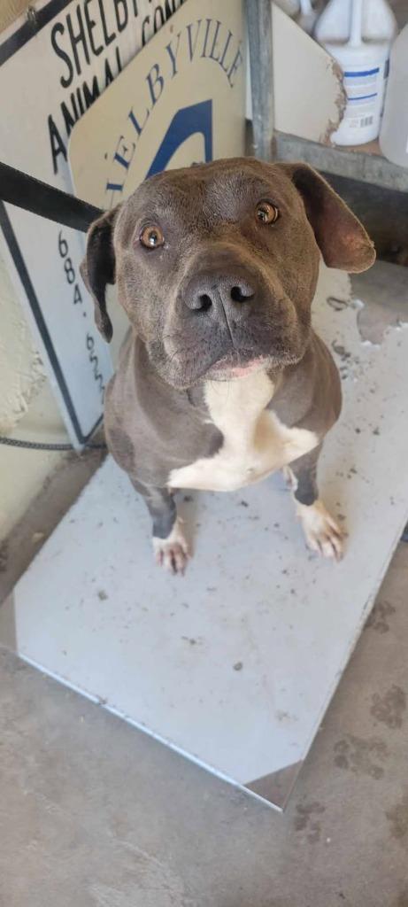 Enlarge Gomer, a Adoptable American Staffordshire Terrier in Shelbyville, TN image 4/6