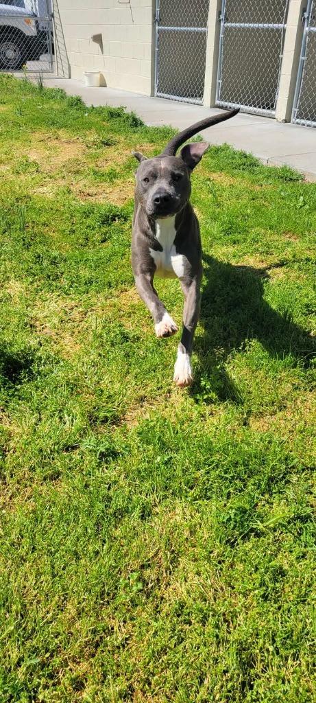 Enlarge Gomer, a Adoptable American Staffordshire Terrier in Shelbyville, TN image 6/6