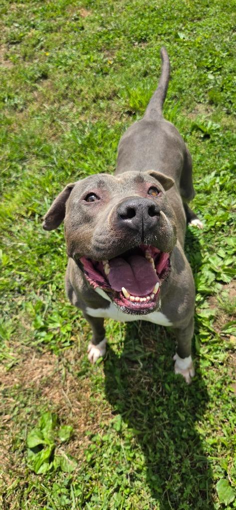 Enlarge Gomer, a Adoptable American Staffordshire Terrier in Shelbyville, TN image 6/6