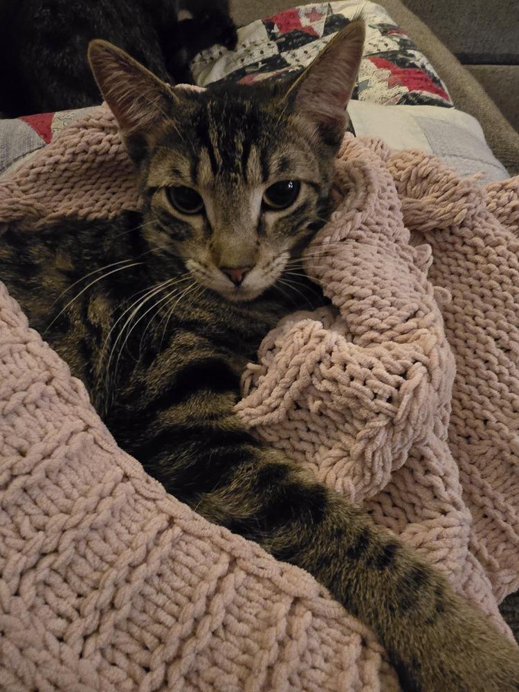 Enlarge AC Pippi, a Adoptable Domestic Short Hair in Fremont, NE image 1/1