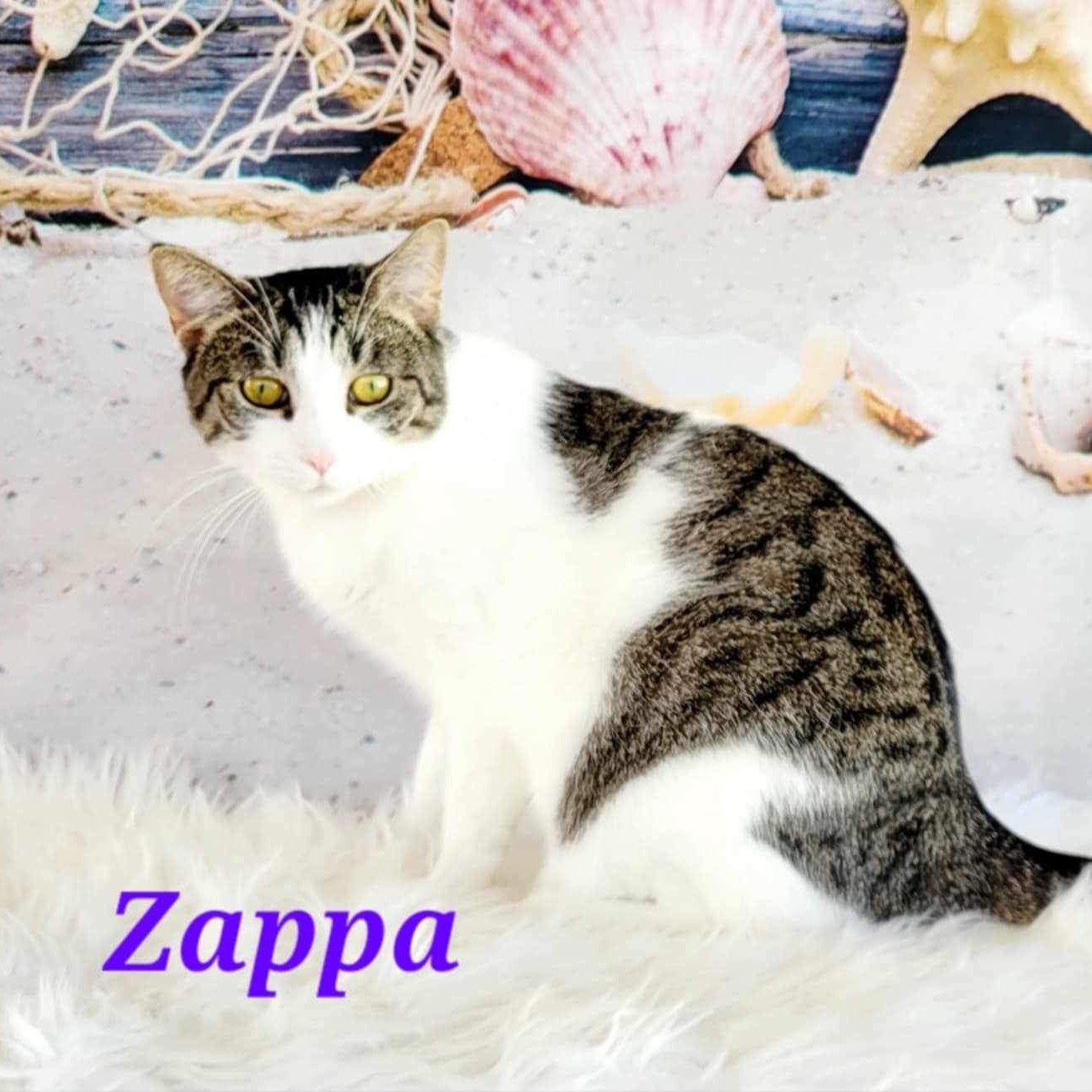 Enlarge Zappa, a Adoptable mixed breed in Greensburg, PA image 1/6