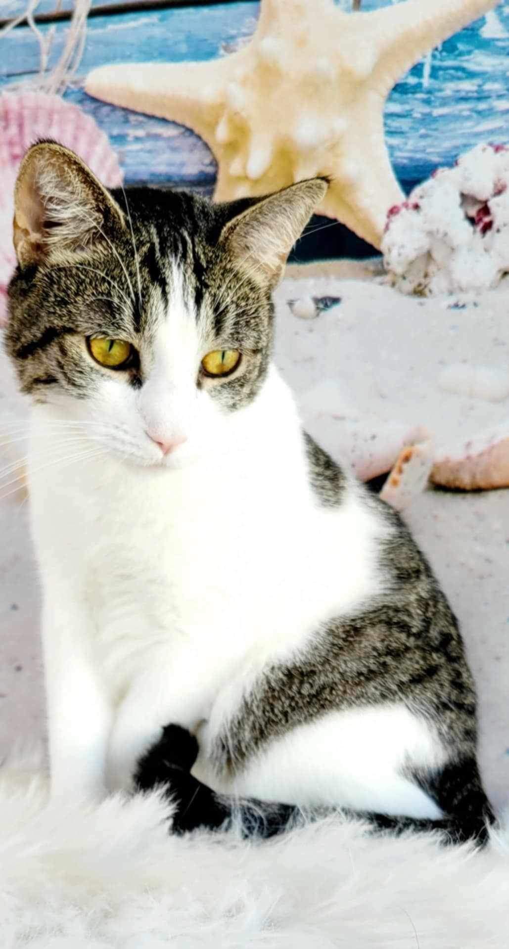 Enlarge Zappa, a Adoptable mixed breed in Greensburg, PA image 3/6