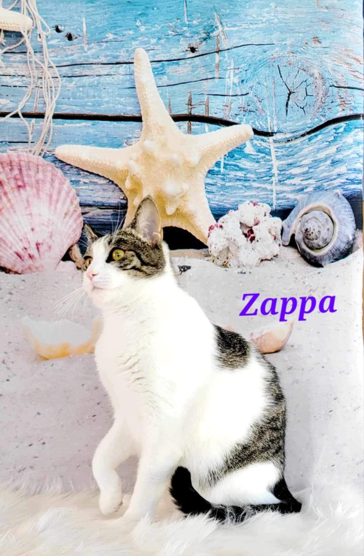 Enlarge Zappa, a Adoptable mixed breed in Greensburg, PA image 4/6